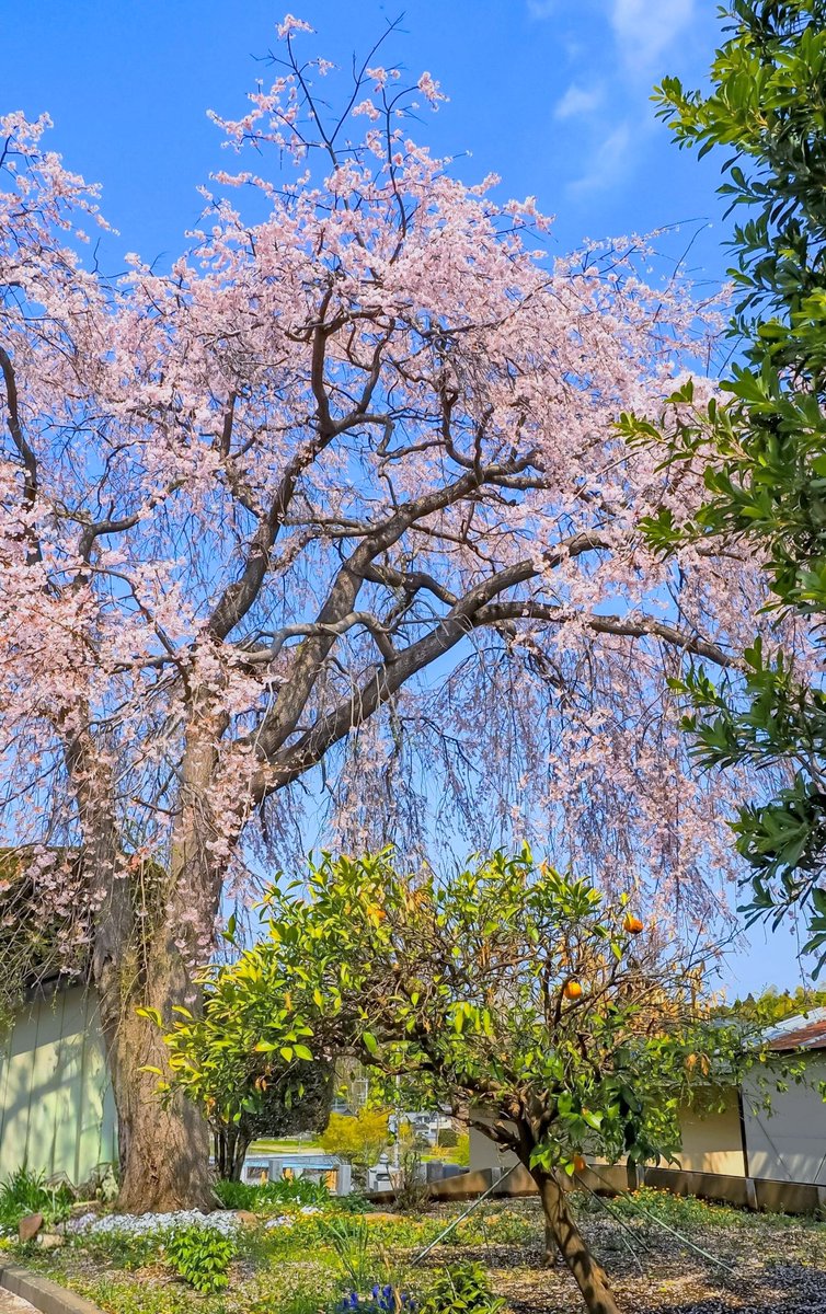 OKITe18spiCE's tweet photo. 枝垂れ桜が見事🌸 https://t.co/46N9HFfWr5