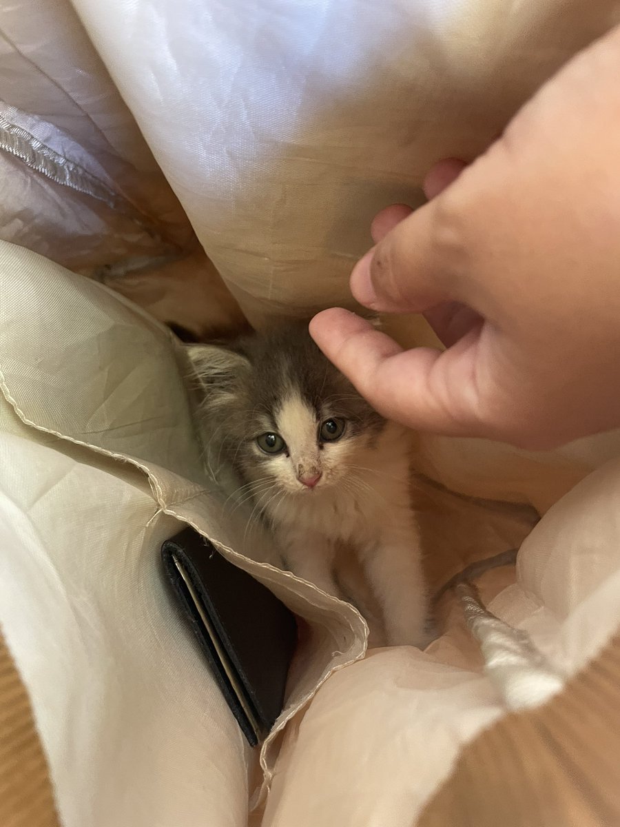 fui na feira e voltei com um gato