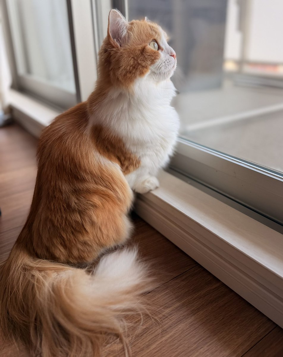 猫のこばん tweet media