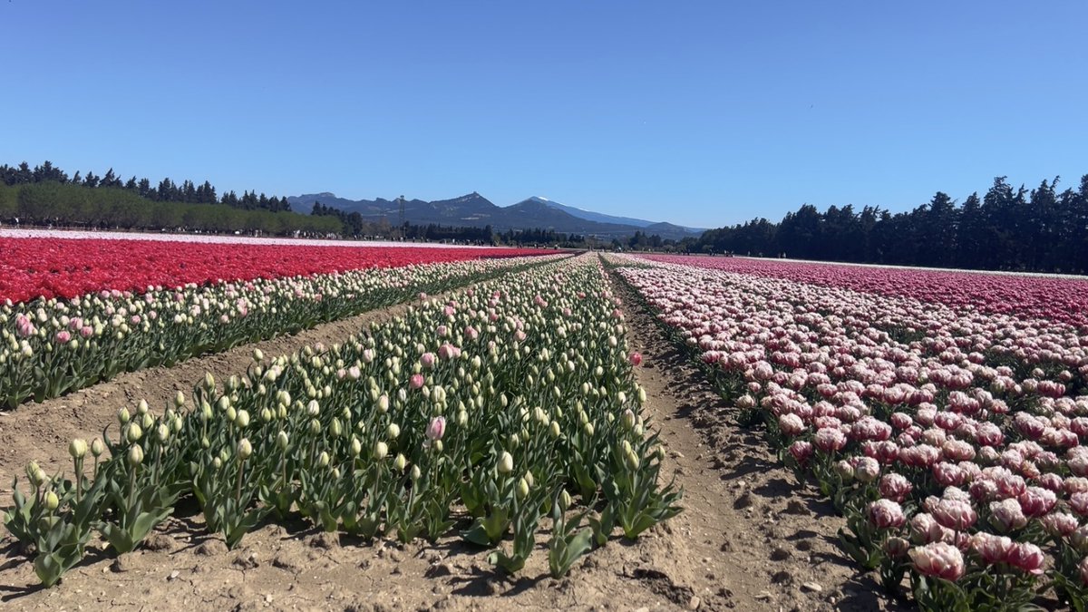 ca_justme's tweet photo. Petite sortie aux champs de tulipes à Jonquières https://t.co/ZbzZVjKUDe