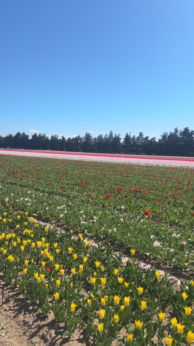 ca_justme's tweet photo. Petite sortie aux champs de tulipes à Jonquières https://t.co/ZbzZVjKUDe