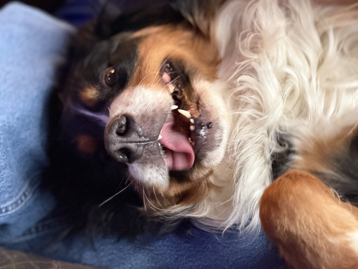 mad_muppet tweet media