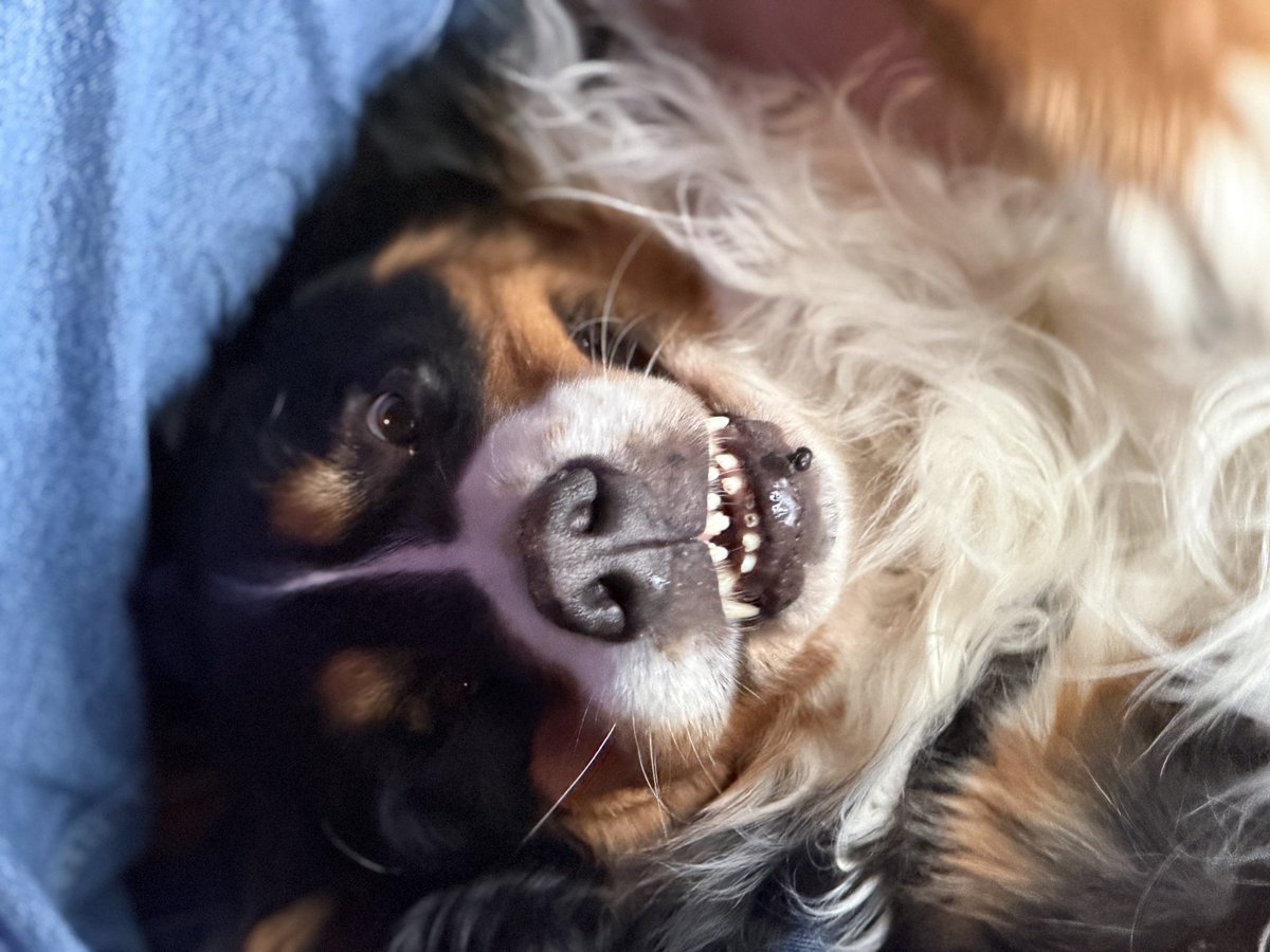 mad_muppet tweet media