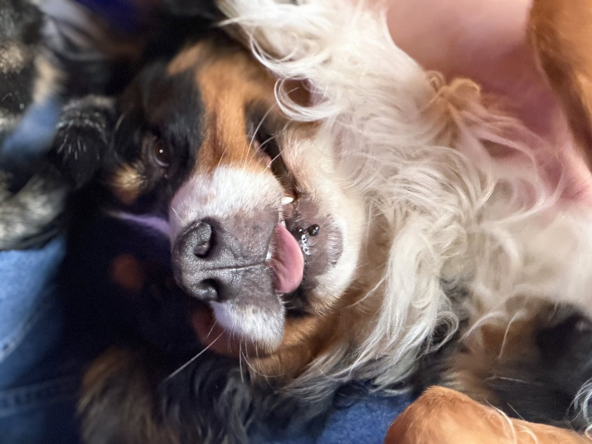 mad_muppet tweet media