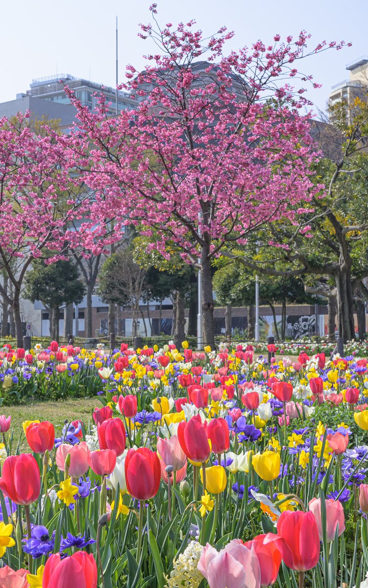 山下公園で見られる春の共演がとても美しい