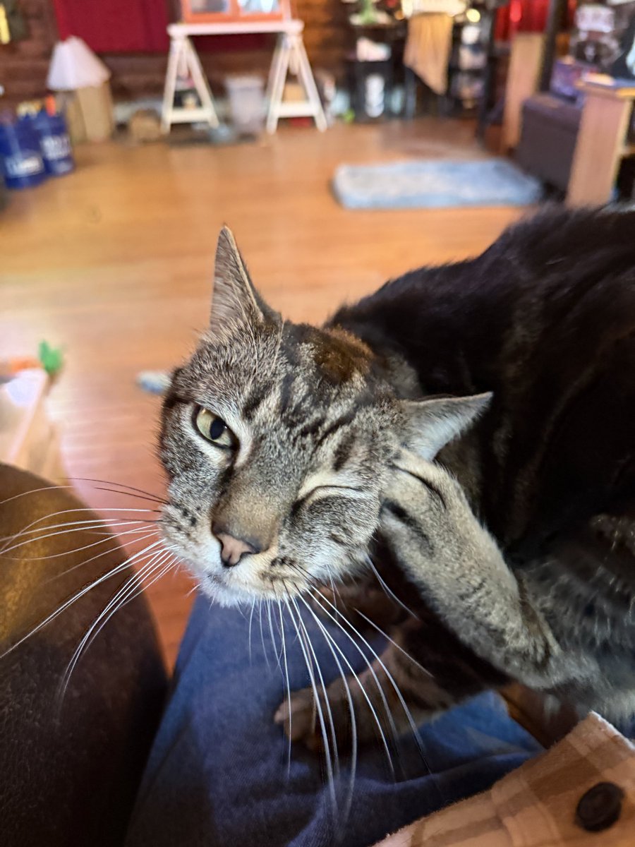 mad_muppet tweet media