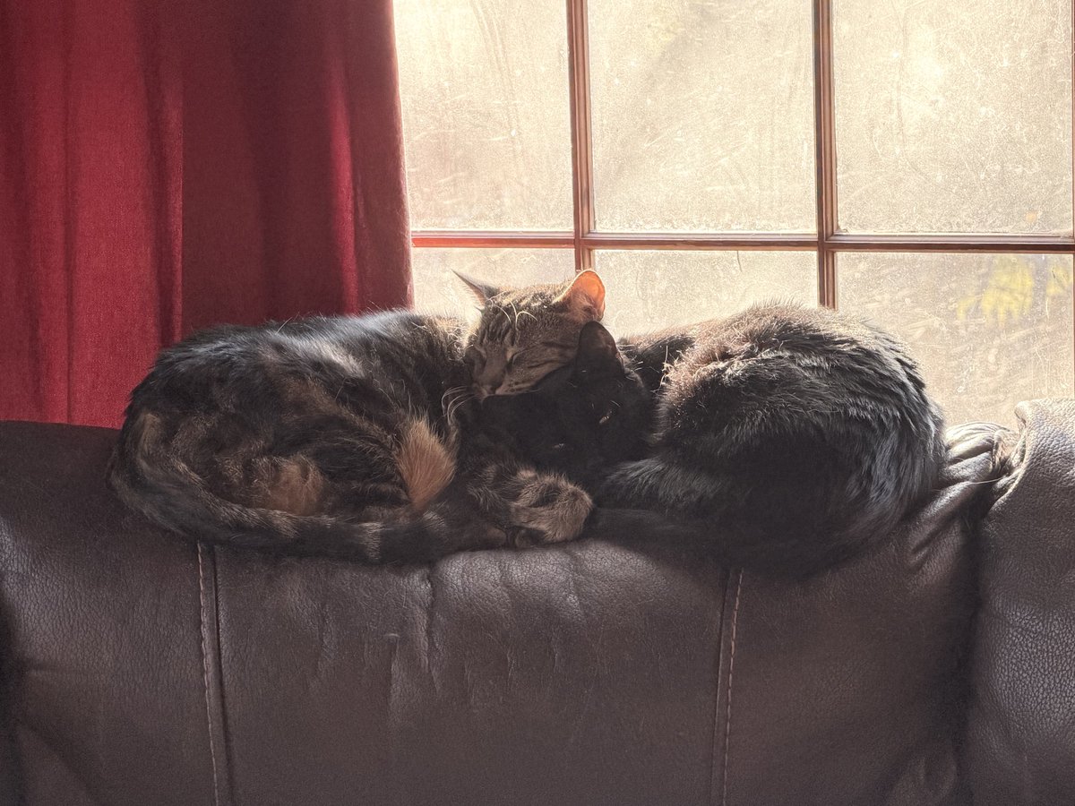 mad_muppet tweet media