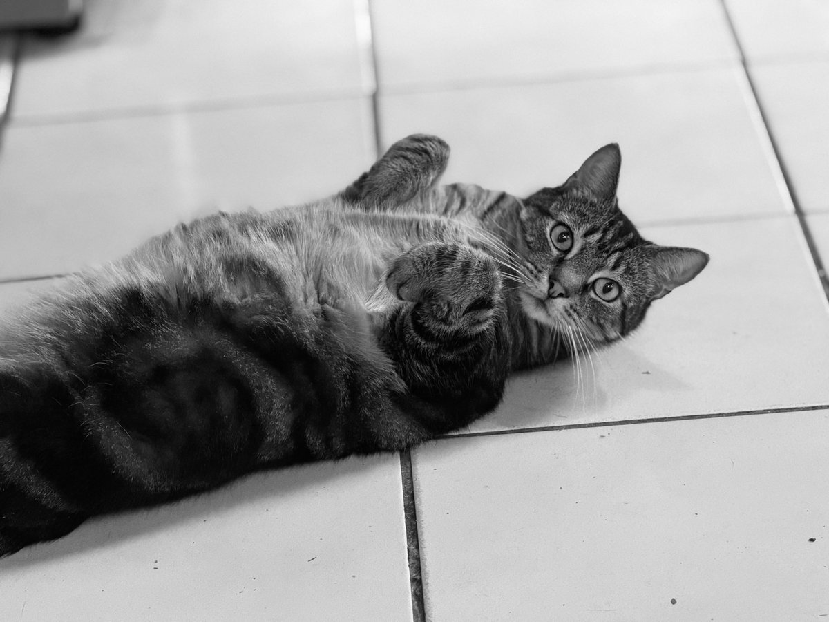 mad_muppet tweet media