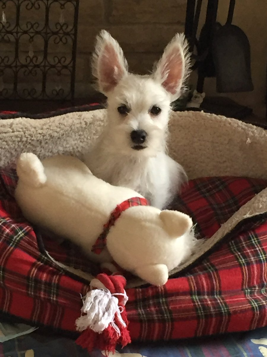 Bobby Watson RIP Busby Watson, Archie, Winston ❤️ tweet media