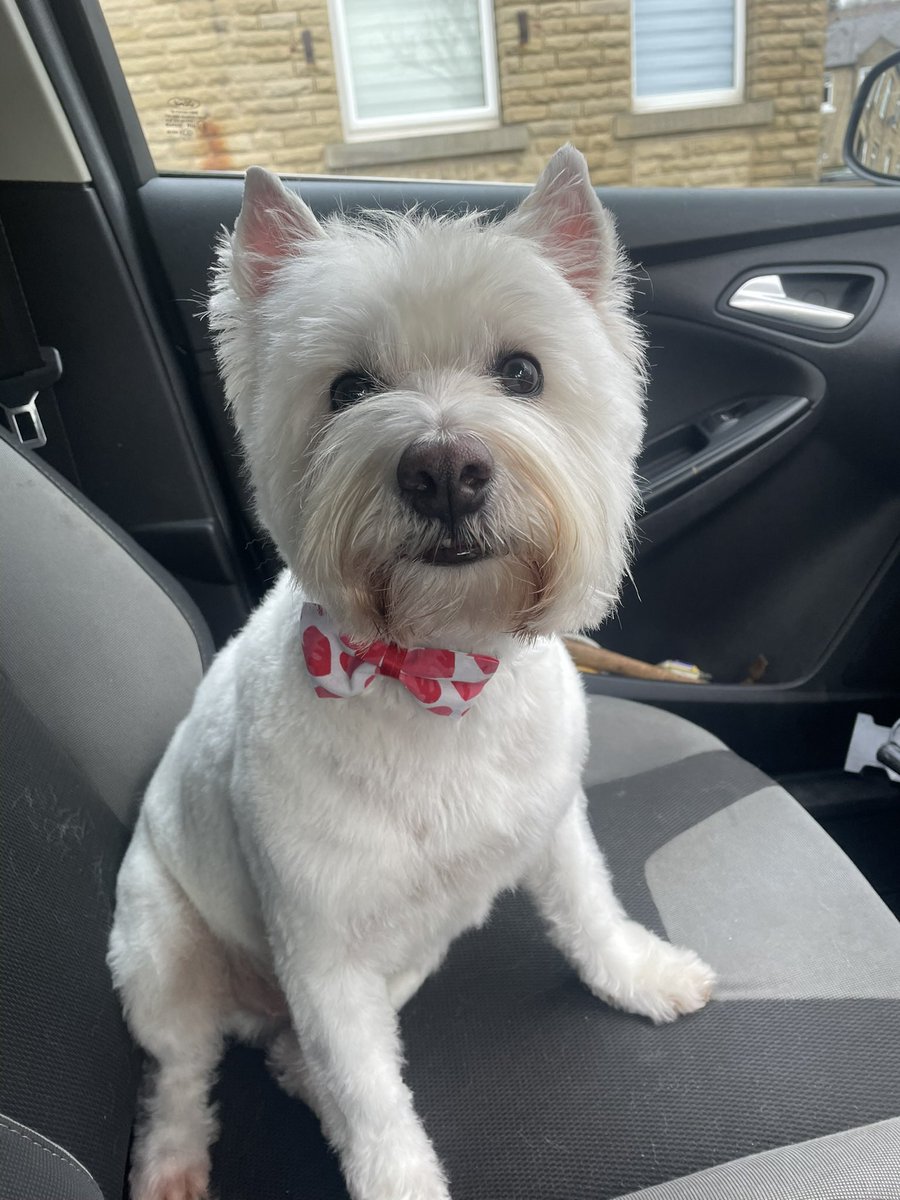 Bobby Watson RIP Busby Watson, Archie, Winston ❤️ tweet media