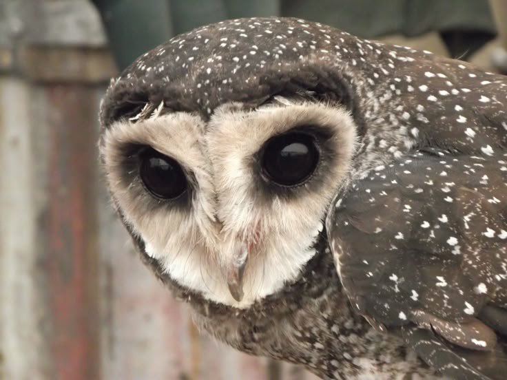 bandom as animals tweet media