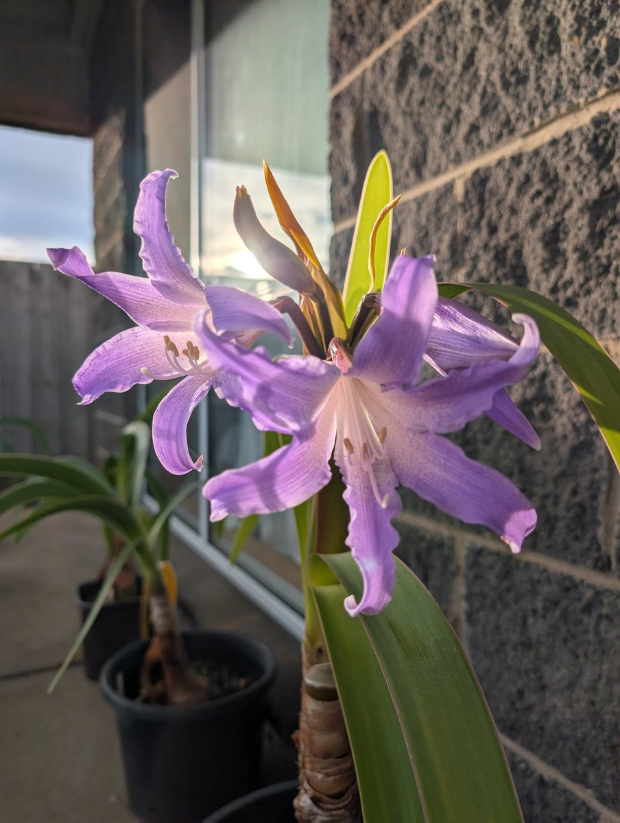 Bundogs's tweet image. Happy Monday from the Worsleya 😊
Third bud about to open 🤞
Have a wonderful day #worsleyaspam #myobsession #happymonday