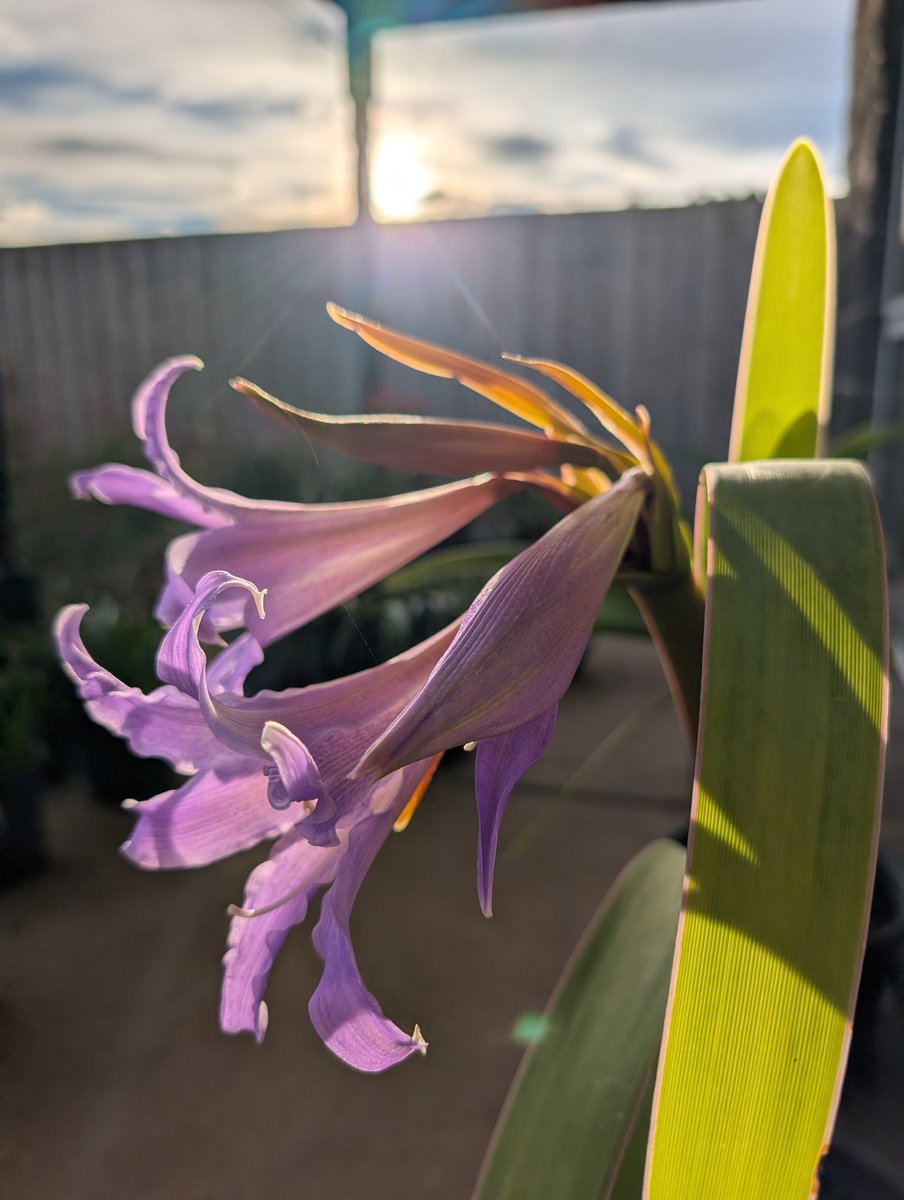 Bundogs's tweet image. Happy Monday from the Worsleya 😊
Third bud about to open 🤞
Have a wonderful day #worsleyaspam #myobsession #happymonday