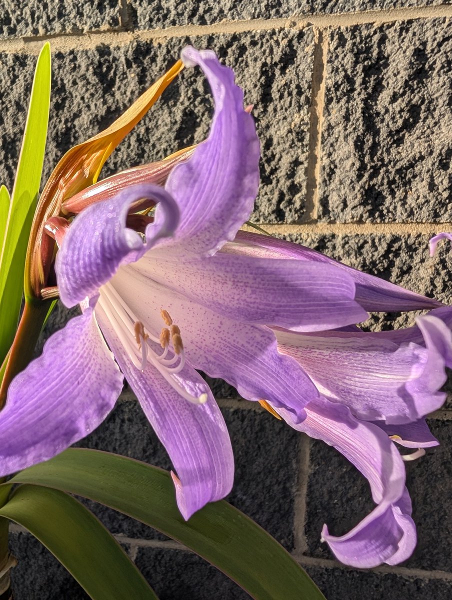 Bundogs's tweet image. Happy Monday from the Worsleya 😊
Third bud about to open 🤞
Have a wonderful day #worsleyaspam #myobsession #happymonday