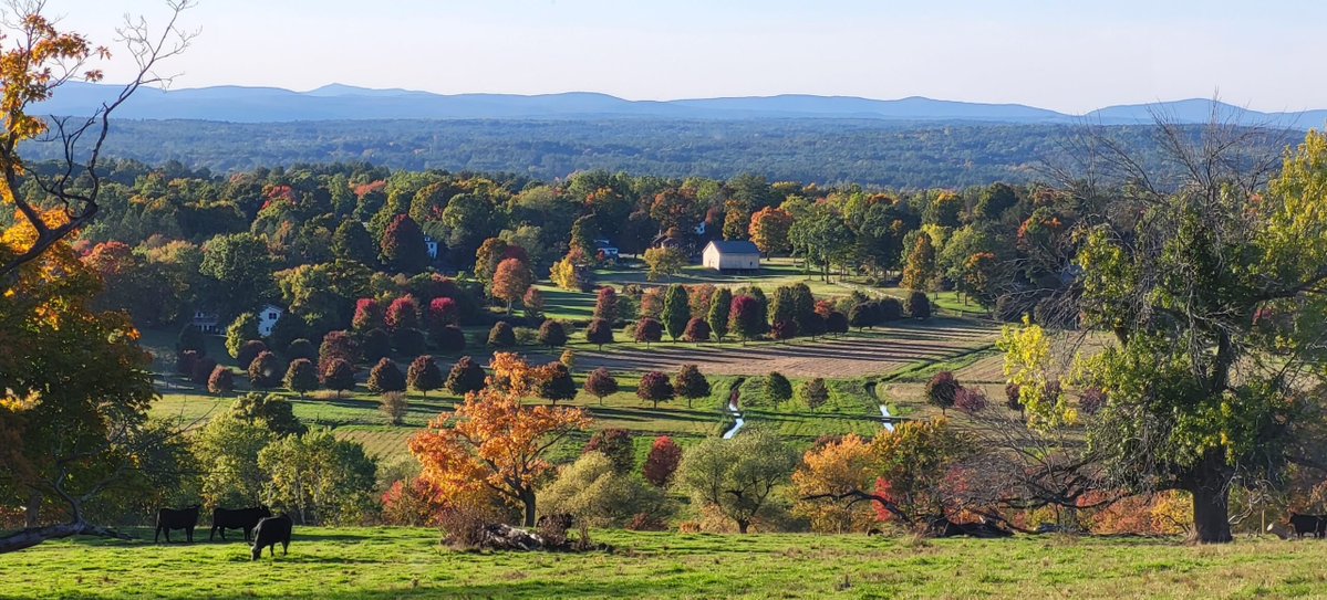 CelticLad tweet media