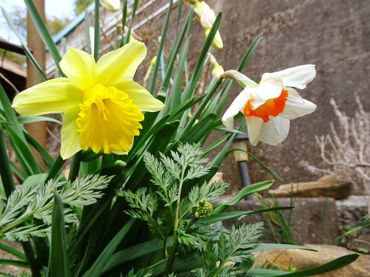 叶屋旅館＠沓掛温泉 tweet media