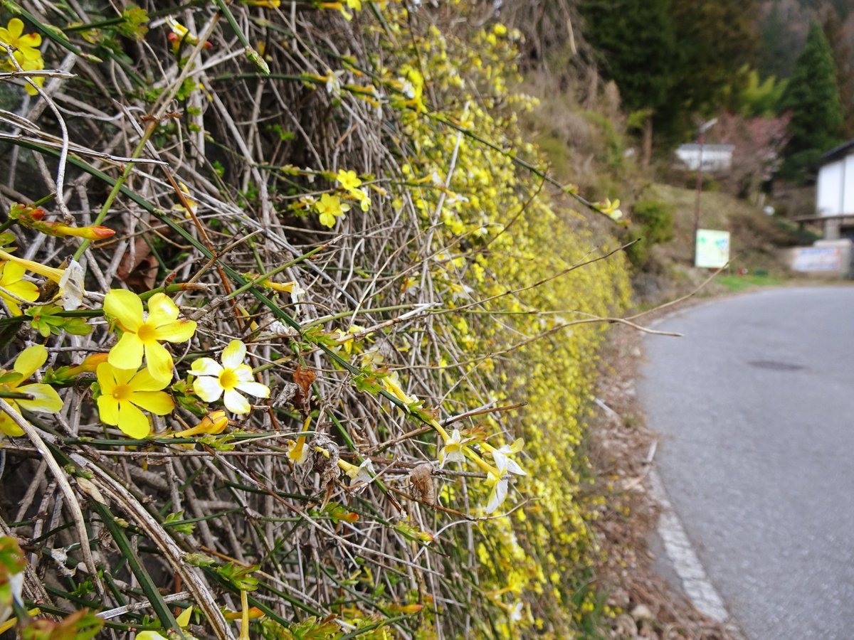 叶屋旅館＠沓掛温泉 tweet media