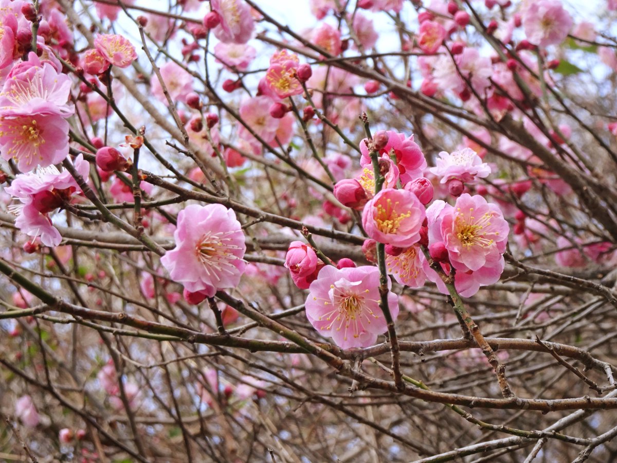 叶屋旅館＠沓掛温泉 tweet media