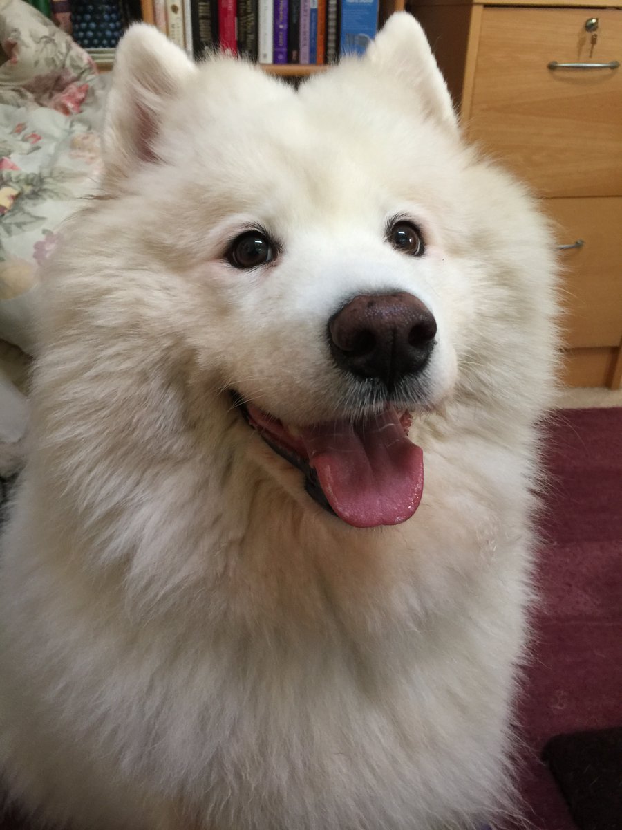 Luna Girl tweet media