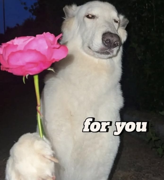 wika 🏴‍☠️⚕️#MuremZaANIĄ tweet media