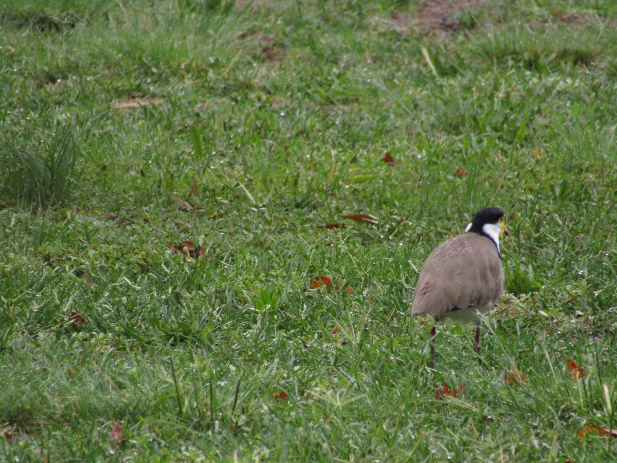 🇦🇺 Ant the Third 🦜🏎️ tweet media