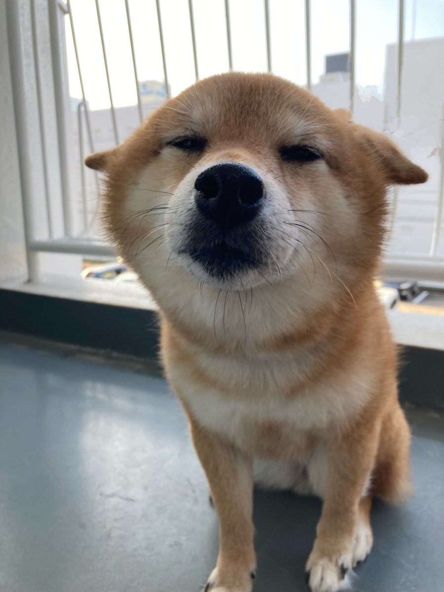 柴犬 ポン2 tweet media