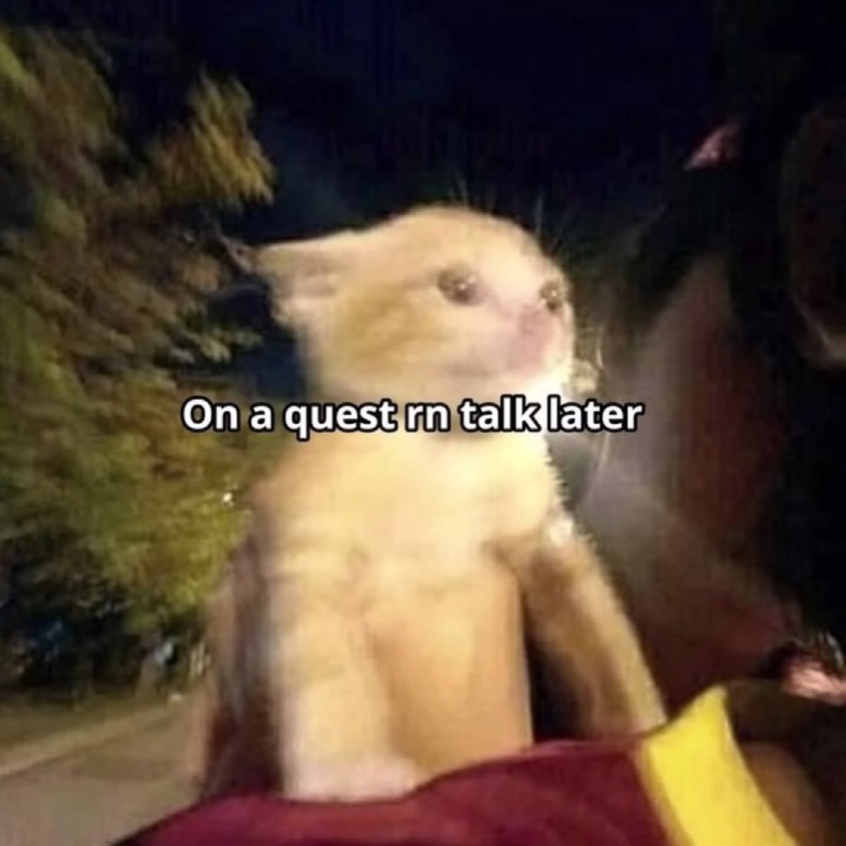 Punch Cat tweet media