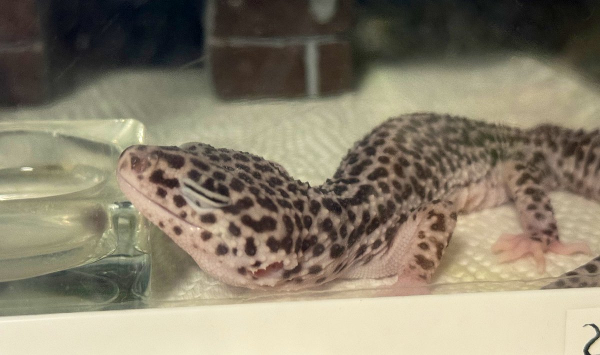 バニラ tweet media