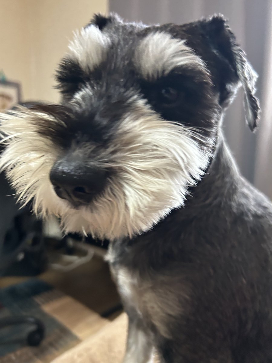 こまっち tweet media