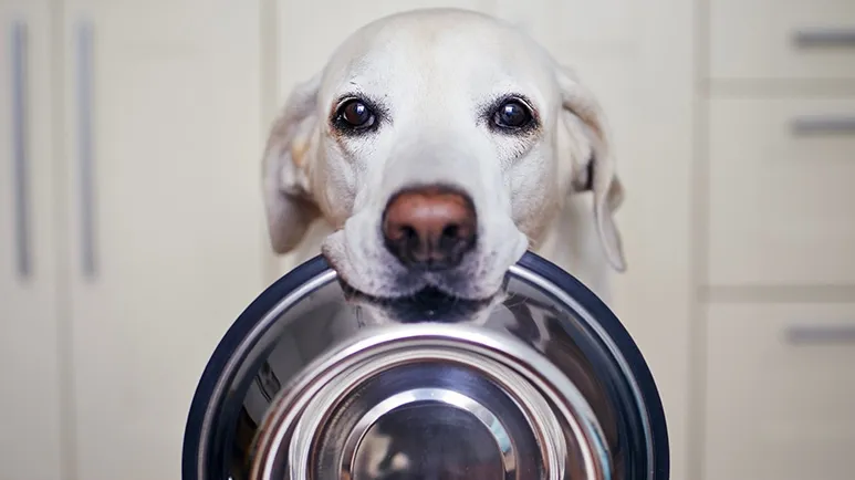 animalkeepersd's tweet image. This Simple Feeding Habit Helps Pets Stay Fit

theanimalkeeper.com/this-simple-fe…

#dogblog #pettips #feeding #portioncontrol #petfood