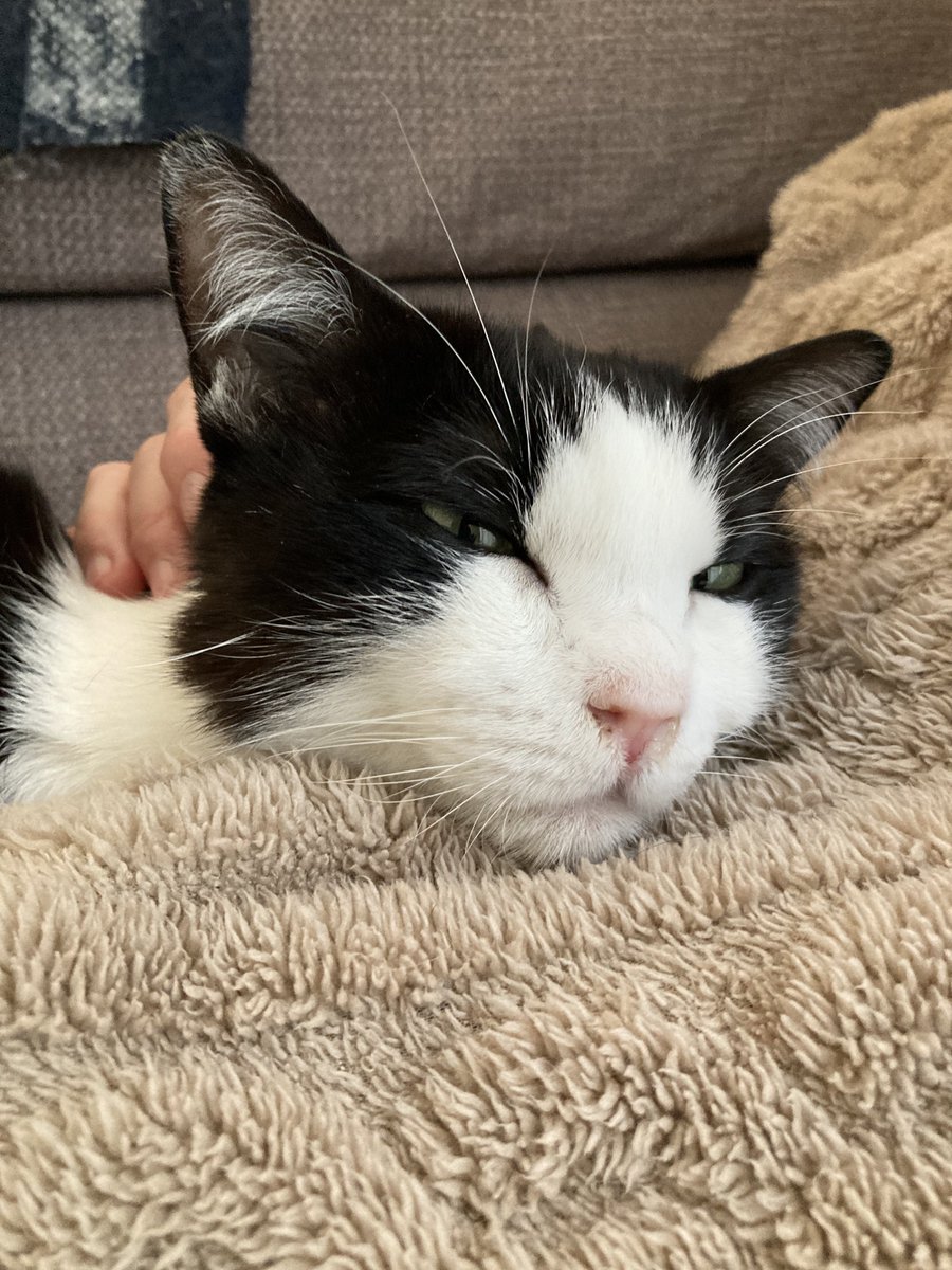 こげめ tweet media