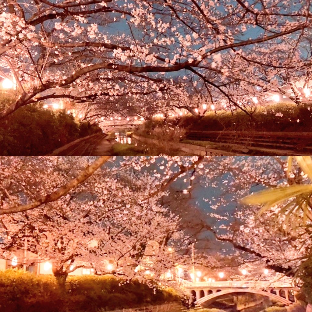 RedRum🐑 tweet media