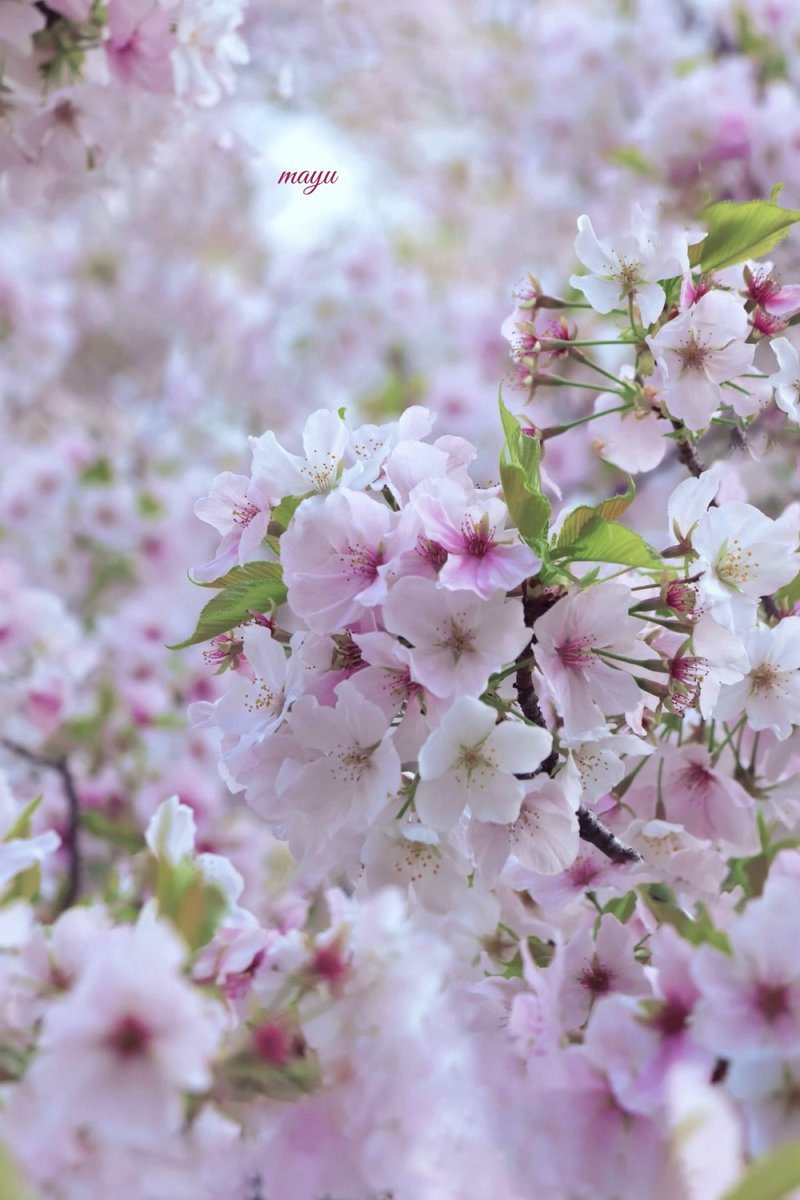 さざなみ tweet media