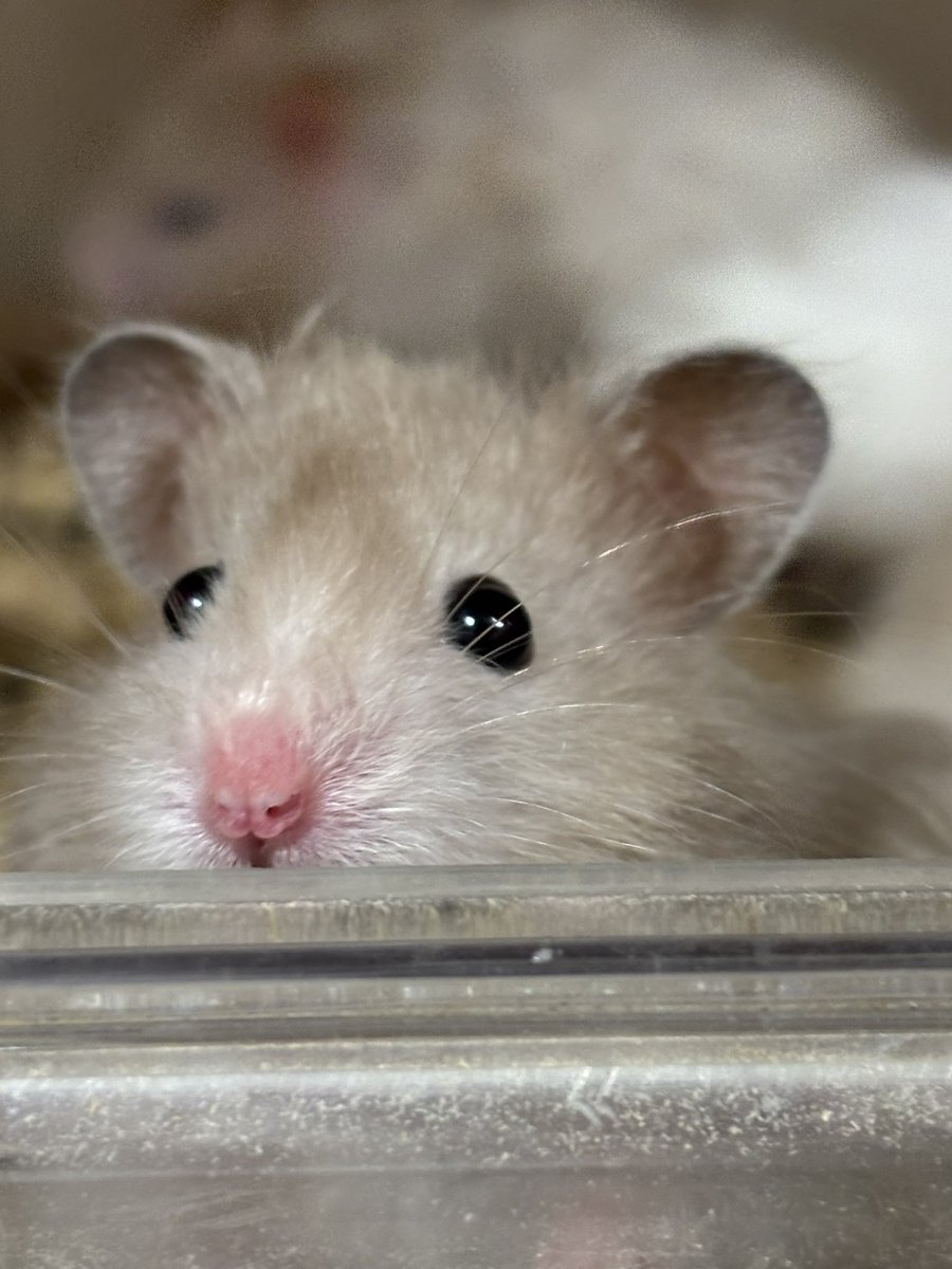 JHスタッフ tweet media