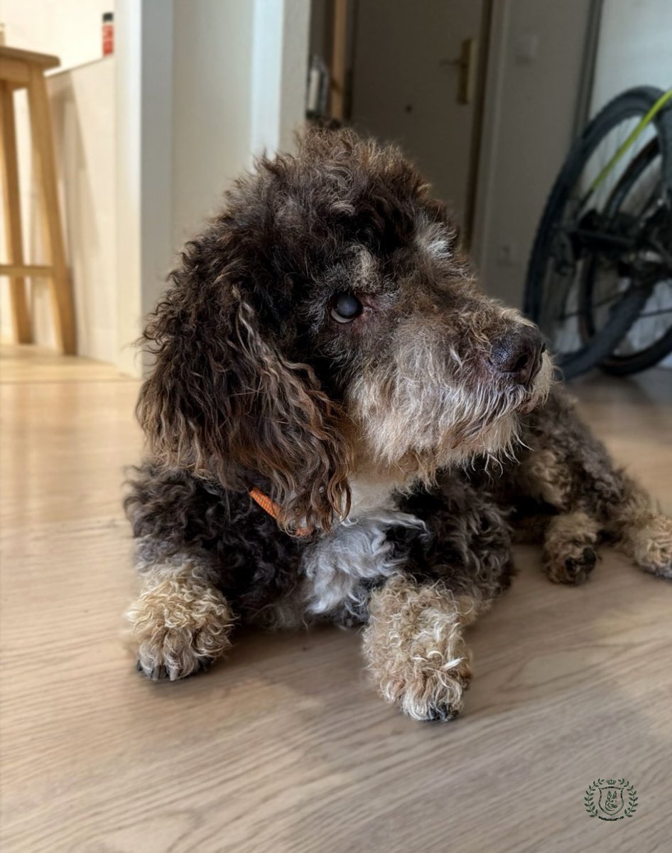 BENEMERITVM tweet media