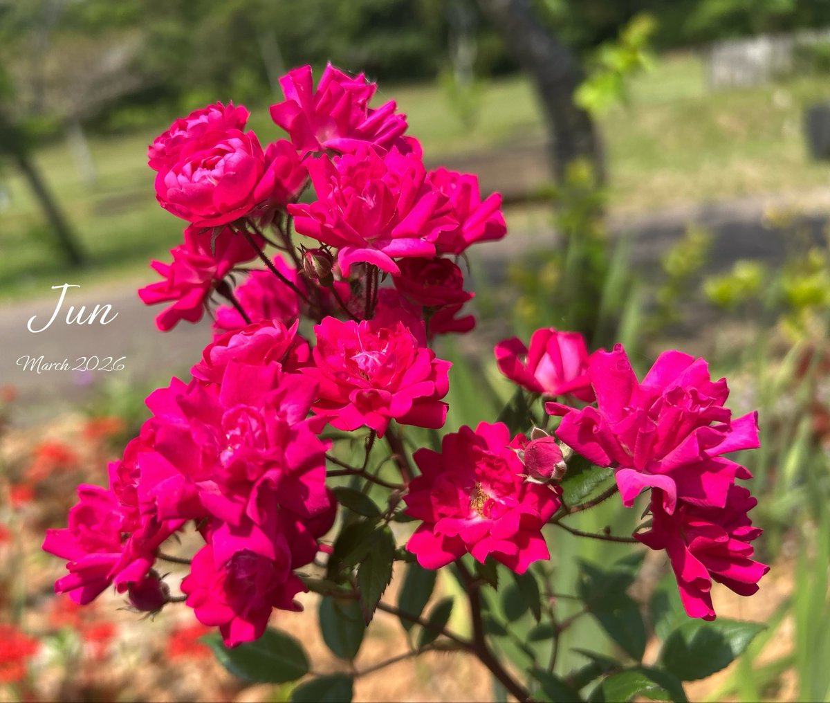 Jun 🇯🇵 tweet media