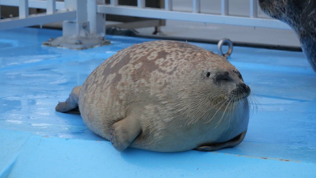 Herbuurna 🦭🇵🇷 tweet media