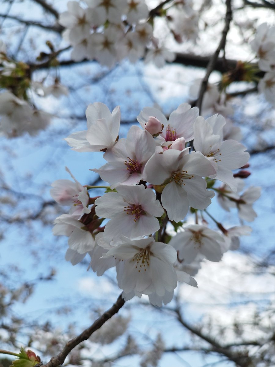 ゆいらすかる tweet media