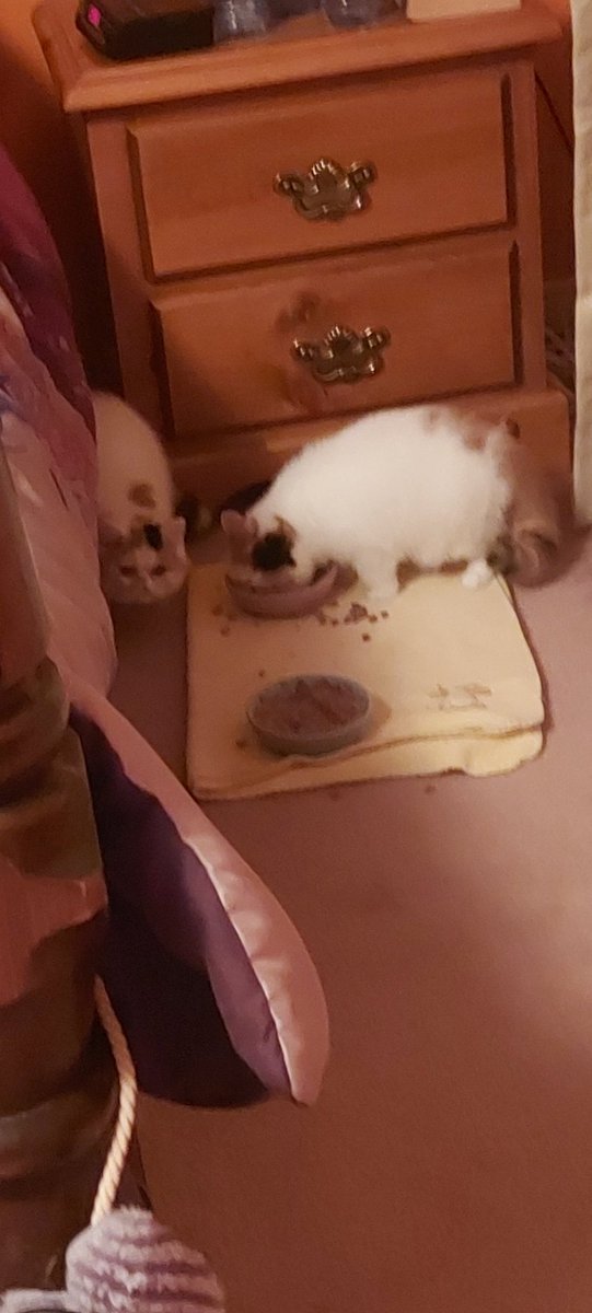 Marielle De Bleser tweet media