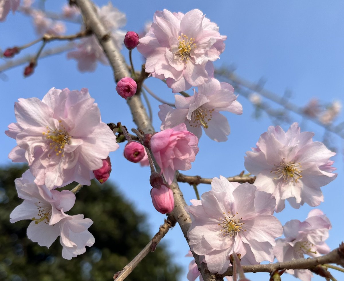 jun 🐈🐾 tweet media