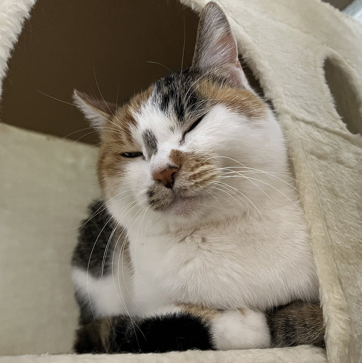 jun 🐈🐾 tweet media