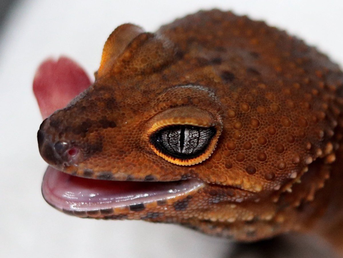 EQUAL=イコール= tweet media