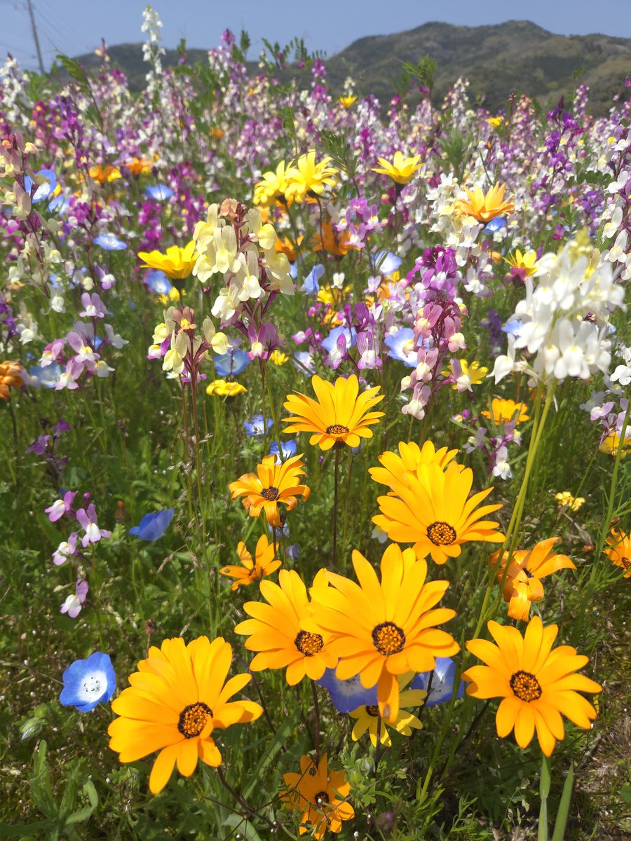 あり🐼🐼🐼🐼🥀𓈒𓂂𓇬CBR600F、メグロS1 tweet media