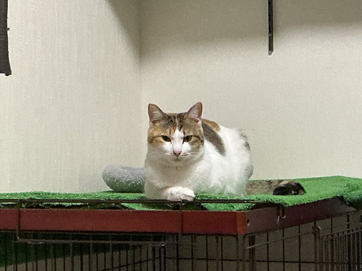 セルゥゥゥゥァァァァァ tweet media