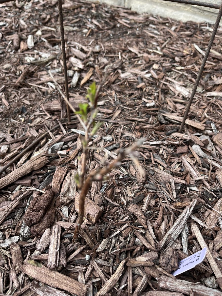 Cookie Roof 🍪 tweet media