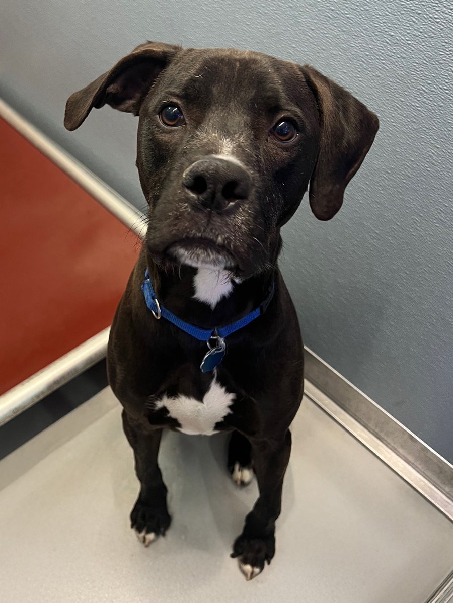 North Shore Animal League America tweet media