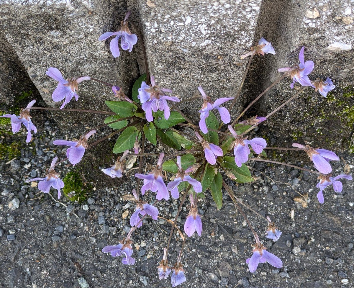 YYQTirpLSswkvv1's tweet photo. ☁おはようございます🌞今8℃

お身体にも花粉症😷にもお気をつけて　素敵な1週間を💖月曜日
を💖お過ごしくださいね💝🍀🥰

花粉症もあり体調がすぐれず
皆さま💞に　お返事📝いいね♥️
のお返しがとくに遅くなっていて
すみません🙇

今週も宜しくお願いいたします
🍀🤗

タチツボスミレ　立坪菫
↓ https://t.co/h25RYv1YkP