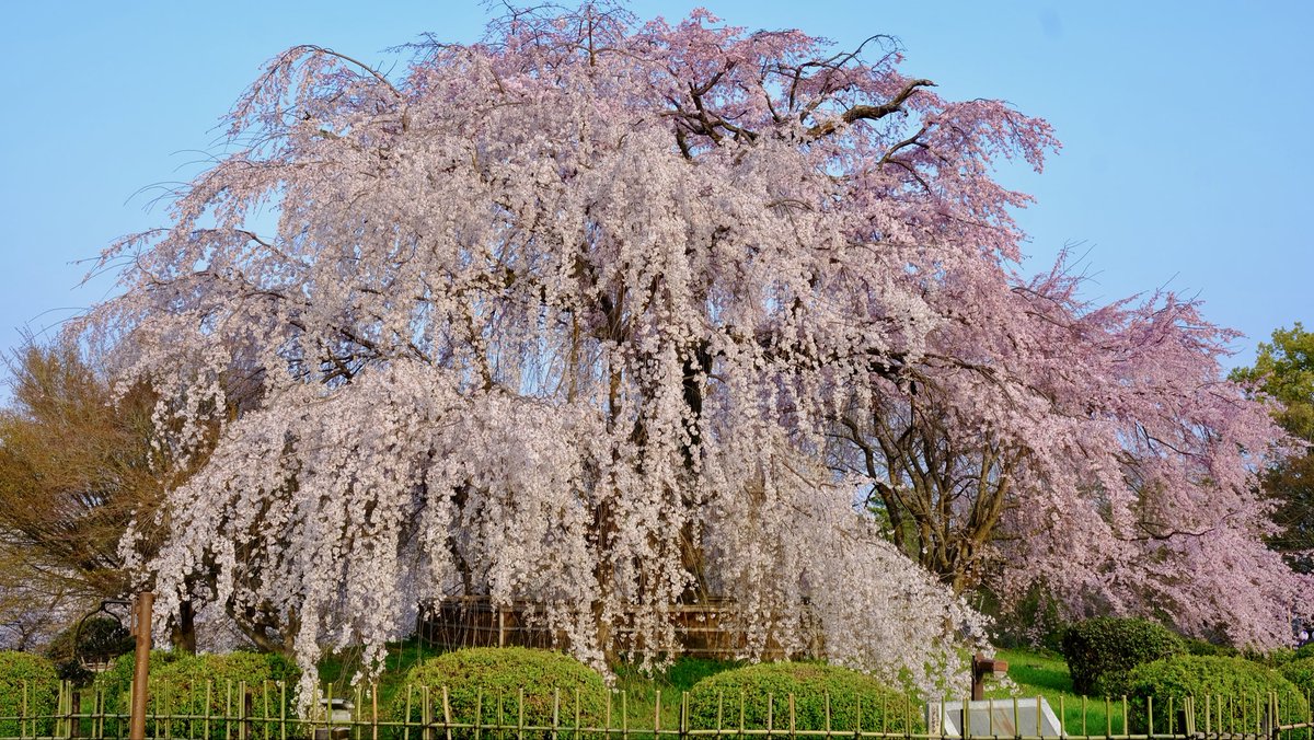 向日葵の小さな旅 tweet media