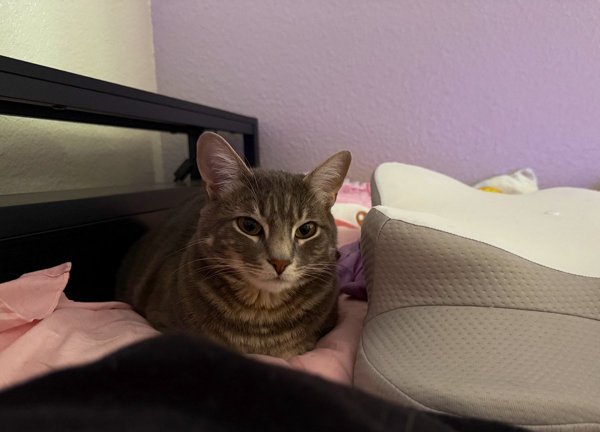 jade ⋆˚✿˖° tweet media