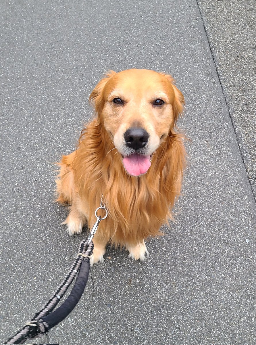 モコター tweet media